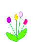 colorfultulips.gif