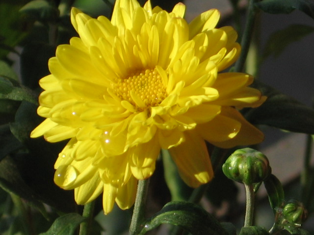 yellowflower.jpg